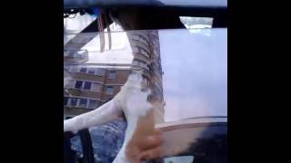 В Брянске собака паникует за рулем авто В Брянске собака паникует за рулем авто