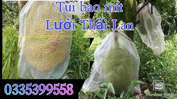 Cung cấp túi bao mít lưới Thái lan sử dụng trên 3 năm, côn trùng không chít vào được. 0335399558