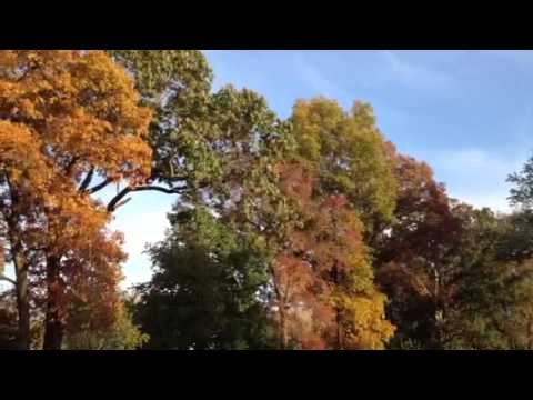 The trees are changing color
