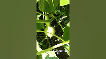 ЧТО ТАКОЕ КAЛЕБАСА?  ТОТ ЕЩЁ КАЛАБАС)