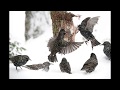 SONY RX10 IV  Highspeed cam / Photographing Common Starling in action with 24 fps