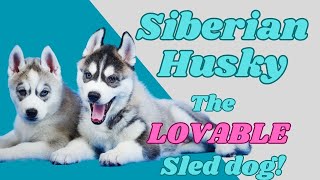 SIBERIAN HUSKY.....The LOVEABLE Sled Dog! by PuppyNation 147 views 1 year ago 5 minutes, 50 seconds