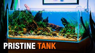How I Keep My Aquariums Crystal Clear