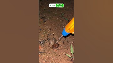 Mẹo diệt ốc sên ăn rau bằng giấm an toàn và hiệu quả. Các bác còn biết cách nào nữa không?