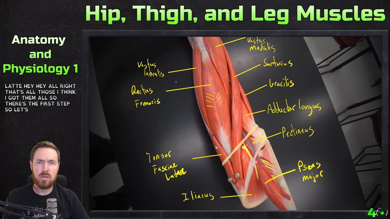 Thigh hip разница