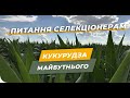 📍ТРЕНДИ вирощування 🌽 кукурудзи 2020 в Україні