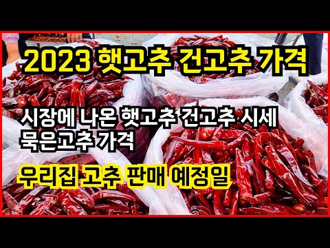   우리집 고추 판매를 앞두고 시장에 나온 햇고추 건고추시세 묵은고추 가격