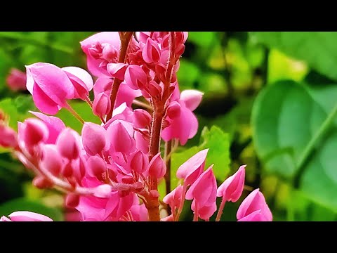 Video: Bunga 