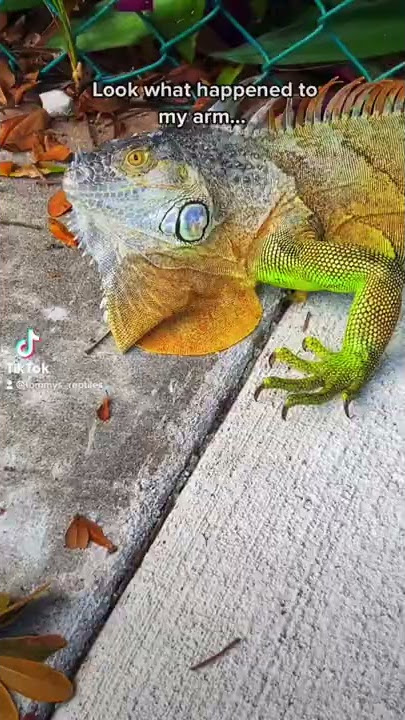IGUANA ATTACK! 🤕 #iguana #lizard #reptile