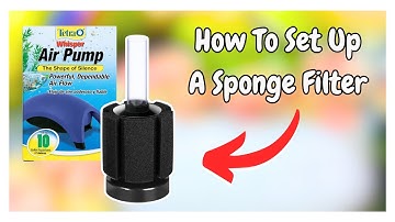 How To Set Up A Sponge Filter