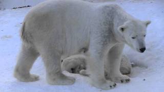 ホッキョクグマ 寝た子グマの起こし方~Mother Polar Bear woke up the cub