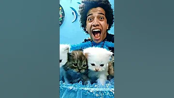 اغنيه عمرشاور شورجيه ضرب احلي اغنيه رساله لكل الحرانين 