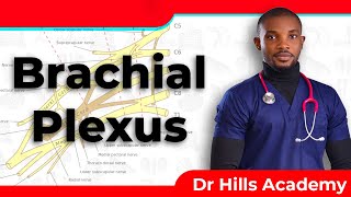 Brachial Plexus with Clinical Correlates & Mnemonics [Simplified] News