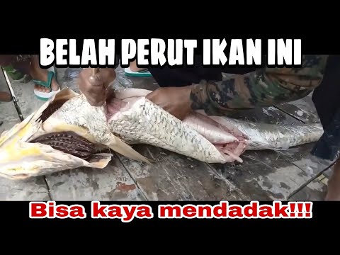 Khasiat Gelembung Ikan