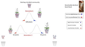 Artificial Ecosystem Selection Experimental Design