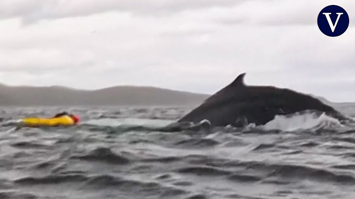 Así es como una ballena traga y escupe a un hombre que navegaba en kayak