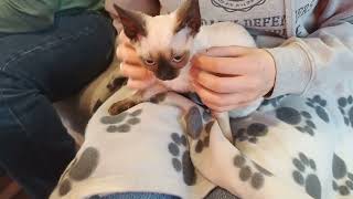 Kocyk z zapachem hodowli to bardzo ważna rzecz w wyprawce 👍#kropelkadevonrex 😻 #devonrex 🐱 #kot 🐾 by KROPELKA Devon Rex 10 views 12 days ago 2 minutes, 5 seconds