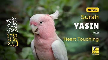 Peaceful Surah Yasin for Deep Sleep, Inner Peace & Calm ✦ Soothing Quran Reading سورة يس
