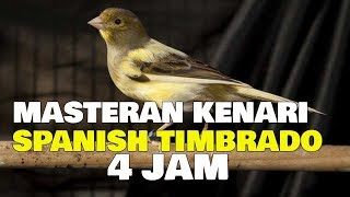 4 JAM MASTERAN KENARI SPANISH TIMBRADO CANARY SONG TRAINING 