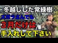 【致命的になる前に】常緑樹で今見て欲しいポイントが3つあります。