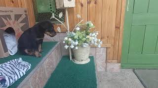 Jagd Terrier Haragszik A Macskára