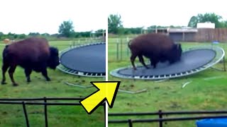 Buffalo Discovers Family’s Trampoline And Hilarity Ensues by CreepyWorld 719 views 1 month ago 3 minutes, 16 seconds