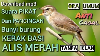 download suara pikat dan pancingan bunyi burung kerak basi alis hitam anti gagal