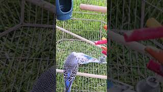 Periquitos australianos #birds #mascotas #naturaleza #fblifestyle #alcance #fyp #reel