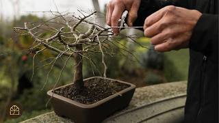 Introducing Korean Hornbeams! | Now Available at Bonsai Heirloom