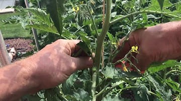 All About Pruning Tomatoes - Part 2
