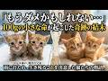 雨の中に捨てられた100gの命…生きることを諦めなかった子猫の奇跡 #保護猫 #猫の奇跡 #感動の実