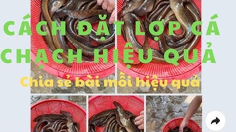 Cách đặt lợp cá chạch hiệu quả dính nhiều nhất ll xem để đặt được nhiều cá CÁ CHẠCH LÂU, CHẠCH ĐỒNG