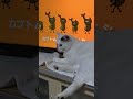 猫のノンちゃんの「カブトムシの歌1」 #田舎暮らしの猫 #保護猫 #カブトムシ #2355