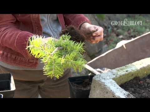 Video: Hoekige bladvlekken in planten - Hoe de hoekige bladvlekkenziekte te behandelen