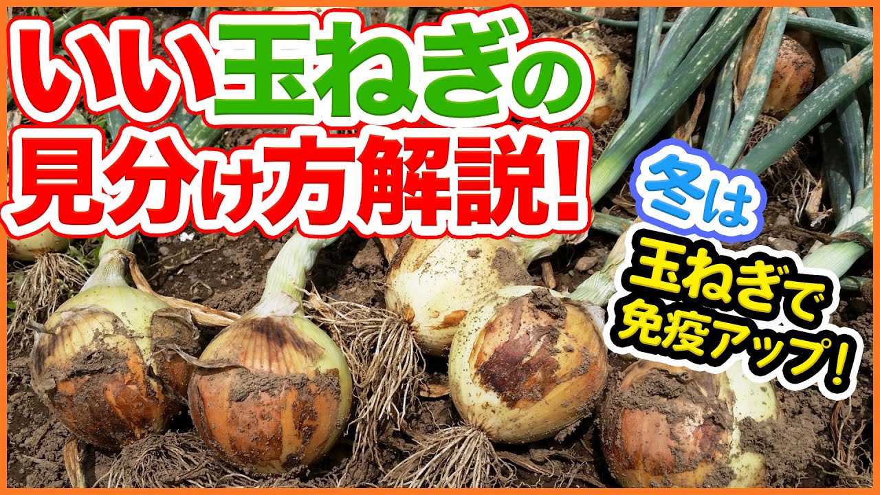 Onions will boost your body temperature and immunity in winter