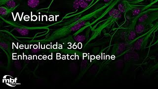 Webinar: Introducing Neurolucida 360’s Enhanced Batch Pipeline