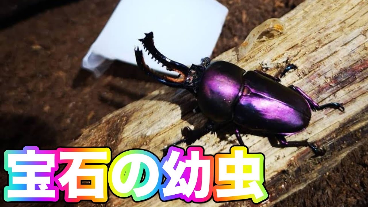 「インスタ映えするクワガタと言えば」でお馴染みのクワガタの幼虫を採り出す