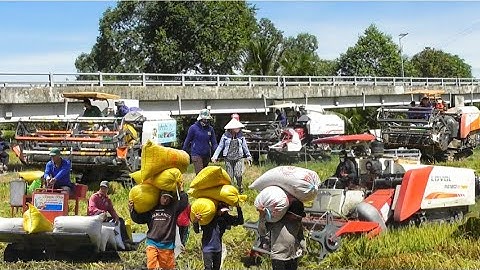 có đủ máy cắt binh tóc độ cắt lúa ô em 18 công 7 bao giá lúa bán 6200₫K tập50 # maibangtv