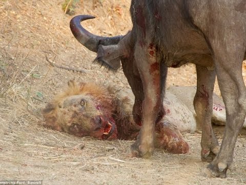 Video: Камк буйвол канаттарын даярдайт
