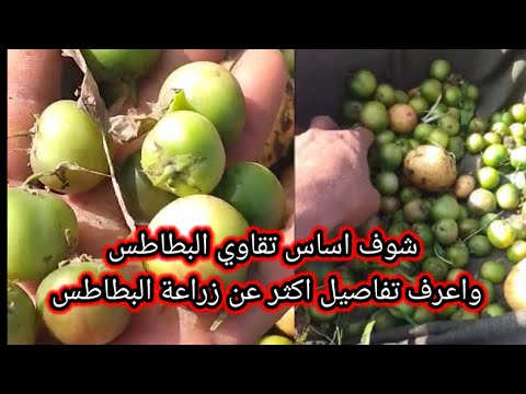 شوف أساس تقاوي البطاطس وكيف يتم زراعة البطاطس من البدايه الى النهايه