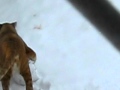 Liger playing in snow