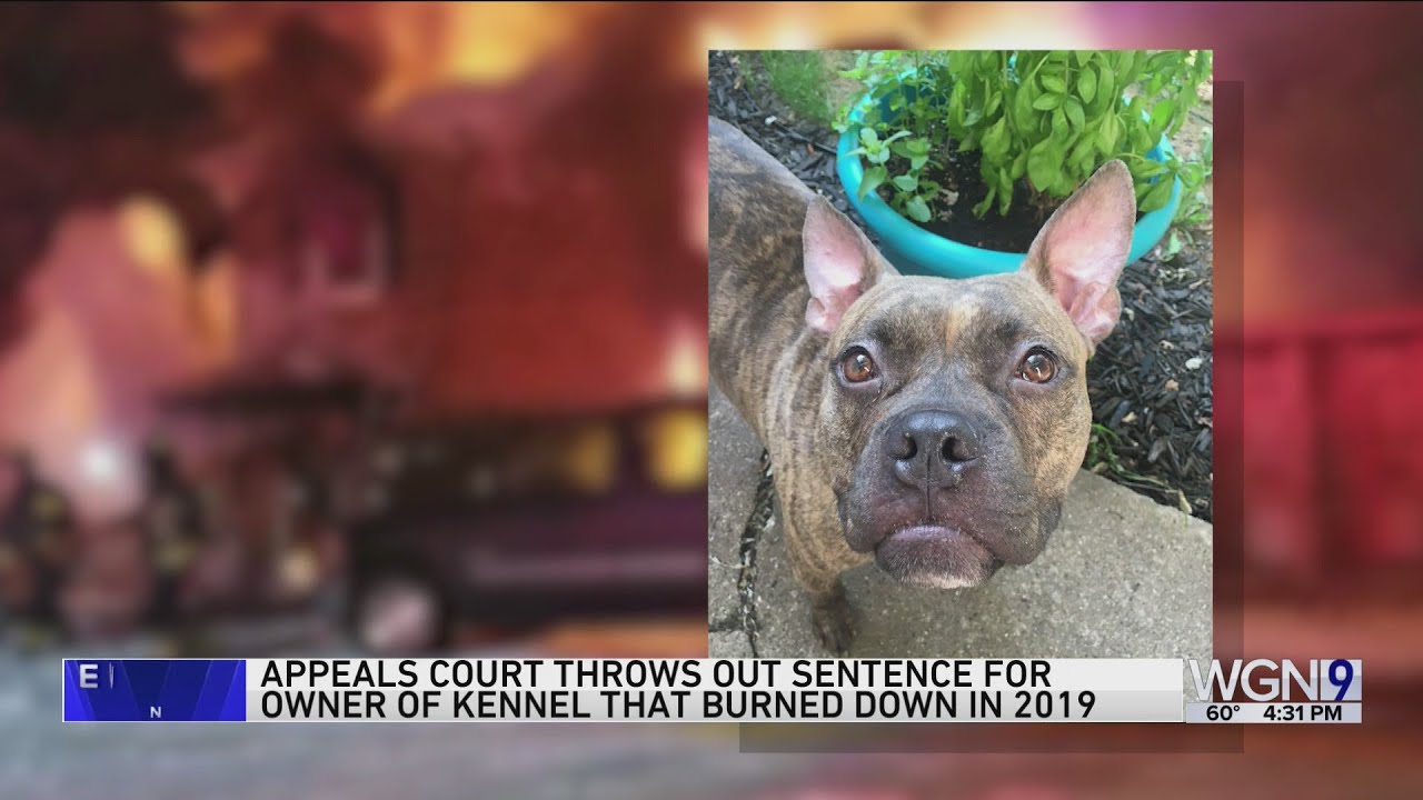 Appeals court throws out sentence for owner of kennel that burned down ...