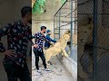 Viral with lions dj rajput lion pet lovers