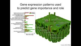 Tyler Helmann: Pseudomonas syringae strategies for success - Genome-wide quantification of gene ...