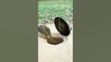 Easy Creative Bird Trap Technique - Quail Trap #simple bird trap #shorts