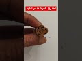 احذروا القرفة تدمر الكبد 