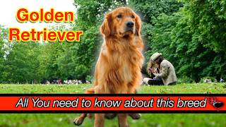 Discover the Golden Retriever Breed: Your Perfect Family Companion Wealth