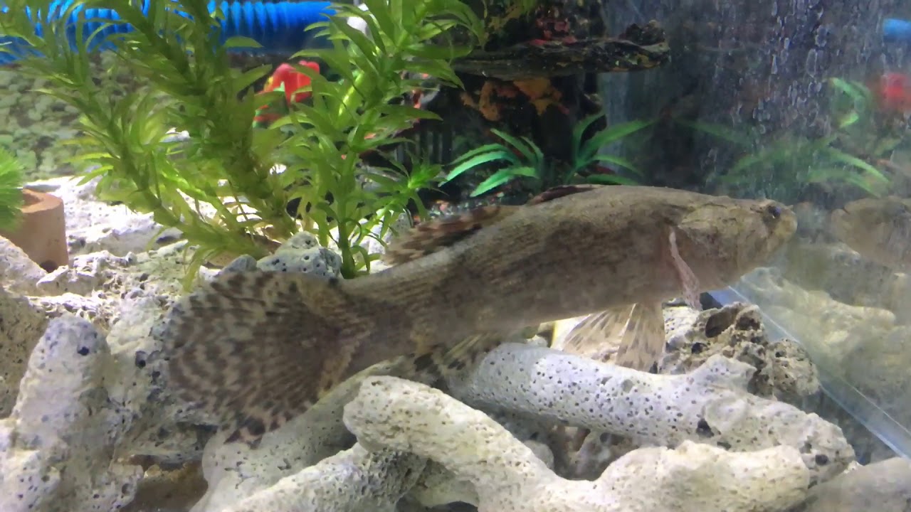 Ikan batu 