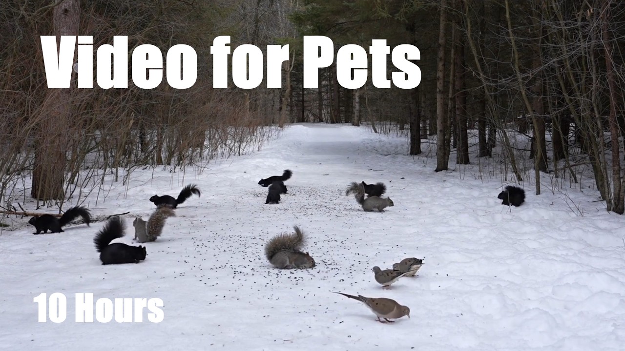 Cat TV for Pets to Watch 🐱 - Squirrels, Doves and Forest Animals in Harmony - Mar 09, 2026
