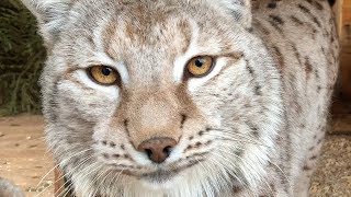 LYNX SIMBA IS OUT OF ANESTHESIA / Bobcat Rufus steals water